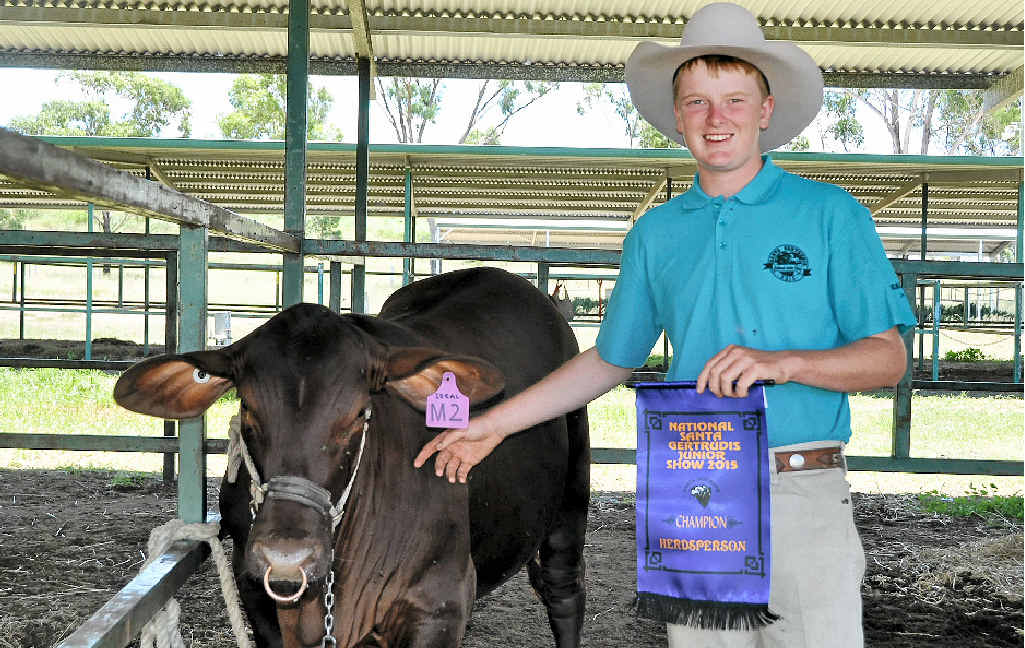 HEAD OF THE HERD: Kingaroy’s Corey Evans was named the champion herdsperson at the National Santa Gertrudis Camp at Morgan Park. He is pictured with the heifer he won, which was donated by Ideal Santa Gertrudis Stud. HEAD OF THE HERD: Kingaroy’s Corey Evans was named the champion herdsperson at the National Santa Gertrudis Camp at Morgan Park. He is pictured with the heifer he won, which was donated by Ideal Santa Gertrudis Stud.
